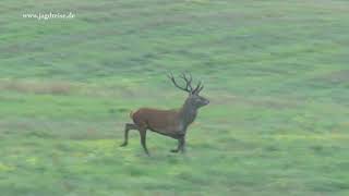 Der Hirsch im Sonnenaufgang im Herzen von Masuren  Jagd zur Hirschbrunft in Polen  Masuren [upl. by Leiuqeze]