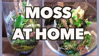 How to grow and propagate moss [upl. by Daub248]