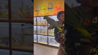 Arabic speaking Amazon parrot 🦜 [upl. by Acinomad]