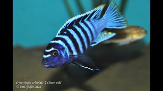 Cynotilapia zebroides Charo [upl. by Aisemaj]