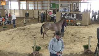 St Clair Performance Horses Keosauqua IA Sept 2024 [upl. by Minabe]