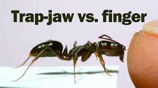 Does the snap of a trapjaw ant hurt [upl. by Wesle]