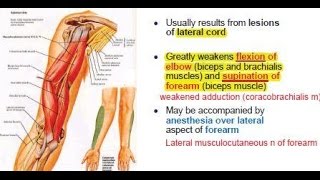 Musculocutaneous Nerve innervation C5  C7  Motor and somatic sensory [upl. by Bobbye]