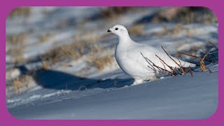 Whitetailed Ptarmigan in Winter [upl. by Ahouh863]