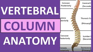 Vertebral Column Anatomy Bones Regions Curvatures Kyphotic Lordotic [upl. by Fine984]