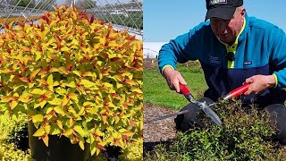 How To Prune Japanese Spireas Now in Early Spring Is the Perfect Time 👍😉😊💚✂️👏 [upl. by Nylatsyrk]