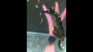 Best Seahorse giving birth video [upl. by Joh369]