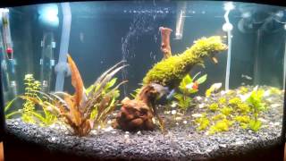 Akwarium 40l Dzień 7  Aquarium 40l Day 7 [upl. by Fishbein]