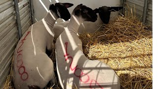 First Look At Our New Suffolk Lambs [upl. by Tiphanie169]