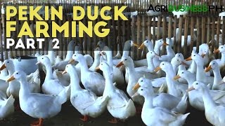 Pekin Duck Farming Part 2  How to Raise Pekin Duck  Agribusiness Philippines [upl. by Muhcon]