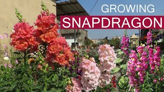 How To Grow Snapdragon Flowers Antirrhinum  Snapdragon Plant care [upl. by Arabella]