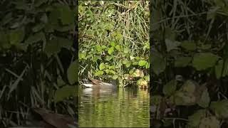 Common Moorhen  Чаротніца birds urbanbirding nature birdwatching [upl. by Joab955]