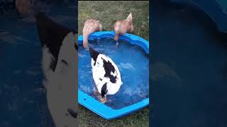 Enten fangen Fische short shortvideo duck animals ente tiere nature birds [upl. by Veal296]