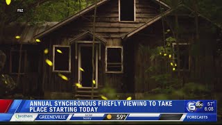 Synchronous fireflies returns to Great Smoky Mountains National Park [upl. by Anamuj]