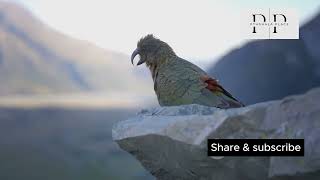 Kakapo kakapo viralvideo wildlife nature animals pathshalaplace parrot facts [upl. by Yatnohs]