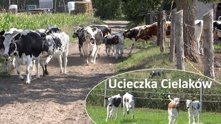 Ucieczka Cielaków z pastwiska  Białogrzbiete [upl. by Aicilec482]