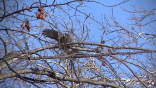 Squirrel Challenges a Coopers HawkNARRATED [upl. by Ballinger]