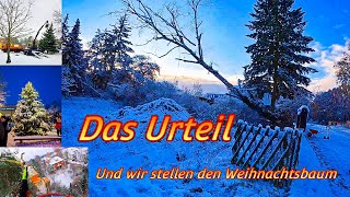 Das URTEIL und der Weihnachtsbaum steht ✍🏽🌲 Bades Baumdienst 🎥🌲 [upl. by Sachsse275]