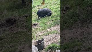 Pot bellied pigs have an insatiable appetite [upl. by Kendricks]