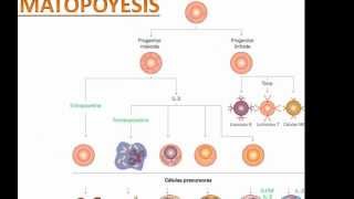 BIOLOGIA ME  Hematología [upl. by Atnom]