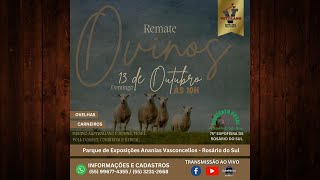 1310  Remate de Ovinos  10h [upl. by Nygem]