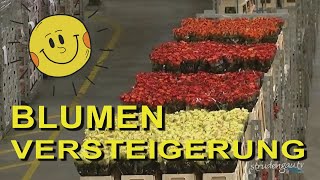 AALSMEER  Blumenversteigerung [upl. by Federico944]