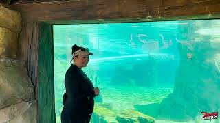 Commersons Dolphin Close Up Experience Aquatica Orlando 2023 [upl. by Nelac]