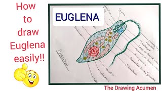 How to draw Euglena Viridis diagram Euglena ko easily kaise draw kare step by step for beginners [upl. by Jandy]