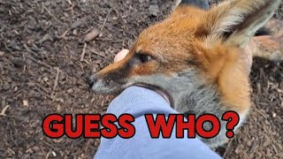 Second Chance Fox Rescue visit fox wildlife viralvideo fyp debs3289 cute [upl. by Ilac]