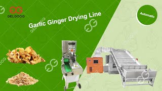 Ginger Garlic Onion Drying Dehydration Processing Line [upl. by Heddi]