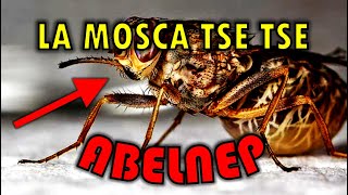 La Mosca Tsé Tsé  Enfermedad del Sueño  Abelnep Oficial [upl. by Yendys555]