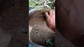 TUGAS BONSAI bonsai bonsaitree subscribe subscribemychannel trendingshorts shorts trending [upl. by Yerrok233]