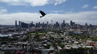 Saturday morning windy drone video Glebe Sydney NSW Australia sunny cloudy sunny magpie bird swoop [upl. by Ailuig]