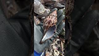 Very large dark brown true tulip shelling shells marco island 10thousand islandsbeach [upl. by Loftis]