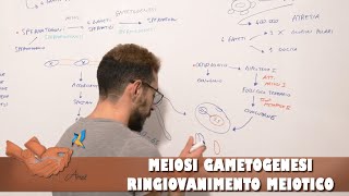 Meiosi Gametogenesi e ringiovanimento meiotico [upl. by Dysart]