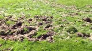 How To Get Rid of Moles in Your Yard If I can do it you can do it [upl. by Auhsot]