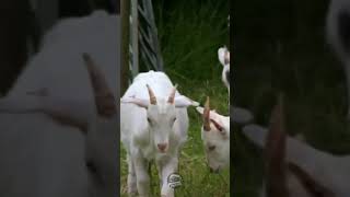 Goats vs Electric fence🌾🐐⚡ farming jeremyclarkson kalebcooper farmlife clarksonsfarm [upl. by Maupin890]