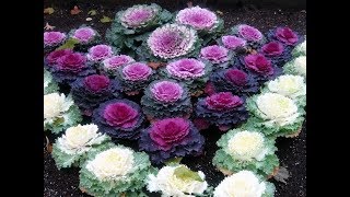 579  How to grow n care Ornamental Cabbage KaleCollards Hindi Urdu 291117 [upl. by Hardin]