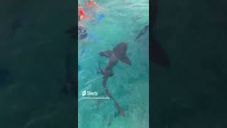 Hundreds of Wild Belizean Sharks Belize Sharks Boat Wildlife Travel Shark OceanLife Ocean [upl. by Lletram109]