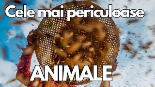 Cele Mai Periculoase Animale [upl. by Ulrick191]