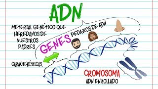 🔬ADN Gen y Cromosoma DIFERENCIAS🔬 Fácil y Rápido  BIOLOGÍA [upl. by Kram]