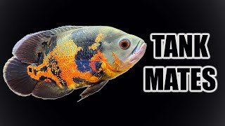 Top 10 Tank Mates for Oscar Cichlids [upl. by Ayoted569]