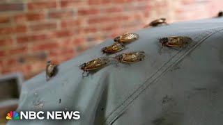 Cicadas swarm South with trillions expected for the biggest invasion in centuries [upl. by Annil]