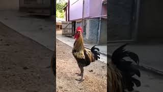 Se me desmayo mi gallo 🐓 😜🤣👍 [upl. by Haraf]