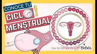 Así Funciona tu CICLO MENSTRUAL 📆🔥 Fases del ciclo ovulación menstruación días fértiles [upl. by Einttirb]