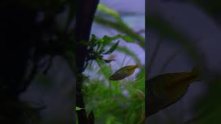 5ft Planted aquarium part 5 [upl. by Firehs]