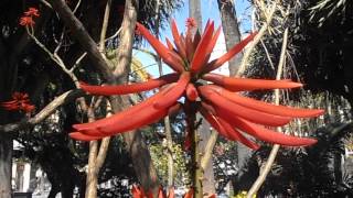 ÁRBOL DEL CORAL Erythrina lysistemon wwwriomoroscom [upl. by Cirtemed]