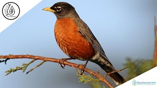 CANTO VOZ y LLAMADOS Mirlo Primavera Turdus migratorius Zorza  American Robin quotAlas Resilientesquot [upl. by Aihcats155]