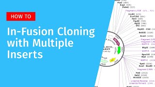 InFusion Cloning with Multiple Inserts in SnapGene [upl. by Deedee]