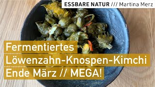 Fermentierte Löwenzahnknospen – Kimchi  Basisrezept für fermentierte Wildkräuter [upl. by Gnues80]